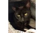 Adopt Ellowyn a All Black Siamese / Domestic Shorthair / Mixed cat in Denver