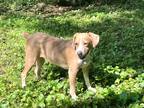Adopt Xena a Tan/Yellow/Fawn - with White Mountain Cur / Mixed dog in Oxford