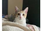 Adopt Ann Marie a Domestic Shorthair / Mixed (short coat) cat in Hoover