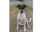 Adopt Buzz McCallister a Labrador Retriever / Jack Russell Terrier / Mixed dog