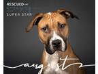 Adopt Bug a Brown/Chocolate - with White Boxer / American Staffordshire Terrier