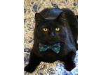 Adopt Snape 49468 a All Black Domestic Shorthair / Domestic Shorthair / Mixed