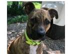 Adopt Rumble a Brindle - with White Black Mouth Cur / Mixed dog in Dallas