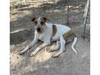 Adopt Axl a Red/Golden/Orange/Chestnut - with White Australian Cattle Dog /