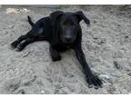 Adopt Ace a Black Labrador Retriever / Blue Heeler dog in Seguin, TX (38023341)