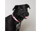 Adopt Xenia D12678 a Black Labrador Retriever / Mixed dog in Minnetonka