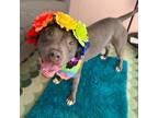 Adopt Promise a Gray/Silver/Salt & Pepper - with Black Pit Bull Terrier / Mixed