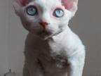 Devon Rex M Kai