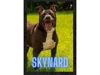 Adopt Skynard a Black - with White Mixed Breed (Medium) / Pit Bull Terrier dog