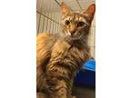 Adopt Jasmine a Tortoiseshell Domestic Mediumhair (medium coat) cat in