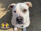 Adopt Diamond a White Mixed Breed (Large) / Mixed dog in Georgetown