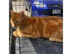 Adopt Cheez It a Orange or Red Domestic Shorthair / Mixed cat in Rayville