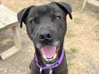 Adopt Grimsby a Black Mixed Breed (Large) / Mixed dog in Georgetown