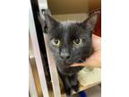 Adopt Herman a All Black Domestic Shorthair / Domestic Shorthair / Mixed cat in