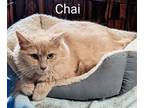 Adopt Chai a Orange or Red Domestic Mediumhair (medium coat) cat in Binghamton