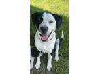 Adopt Zorro a Black Labrador Retriever / Pointer / Mixed dog in Everett