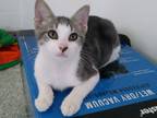 Adopt Myah a Gray or Blue (Mostly) Domestic Shorthair (short coat) cat in Fort