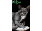 Adopt Willow II a Gray or Blue Domestic Shorthair (short coat) cat in Asheville