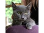 Adopt Petra a Gray or Blue Domestic Shorthair / Mixed cat in Aldie
