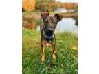 Adopt Zulu a Tan/Yellow/Fawn Mixed Breed (Medium) dog in Wausau, WI (38241434)