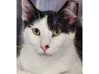 Adopt Copenhagen a All Black Domestic Shorthair / Domestic Shorthair / Mixed cat