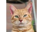 Adopt Minerva a Orange or Red Domestic Shorthair / Domestic Shorthair / Mixed