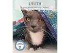 Adopt Lillith a Gray or Blue (Mostly) Domestic Shorthair (short coat) cat in