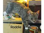 Adopt Roddie a Brown or Chocolate Domestic Shorthair / Domestic Shorthair /