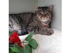 Adopt Beanie a Domestic Short Hair