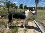 Adopt Jules a Black Border Collie / Mixed dog in Winfield, KS (38212400)
