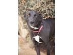 Adopt AMELIA 1255 a Black Labrador Retriever, Pit Bull Terrier