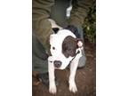 Adopt PATCHES 1398 a Staffordshire Bull Terrier