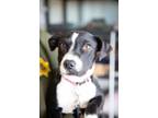 Adopt BREE 1070 a Pit Bull Terrier