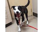 Adopt Oreo a Black - with White Border Collie / Pit Bull Terrier / Mixed dog in
