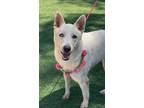 Adopt Pearl a White Husky / German Shepherd Dog / Mixed dog in Santa Ana