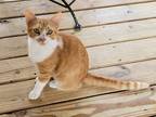 Adopt Pumpkin (OS04092023Harris12) a Domestic Shorthair (short coat) cat in