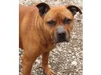 Adopt Snoops a Red/Golden/Orange/Chestnut Pit Bull Terrier / Mixed dog in