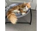 Adopt Clancy a Orange or Red Domestic Mediumhair / Mixed cat in Oyster Bay
