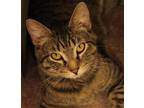 Adopt Zonia a Brown Tabby Domestic Shorthair (short coat) cat in Savannah
