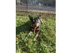Adopt Vince a Black Mixed Breed (Medium) / Mixed dog in Sylva, NC (38028542)