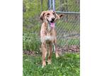 Adopt Sheldon a Tan/Yellow/Fawn Labrador Retriever / Redbone Coonhound / Mixed