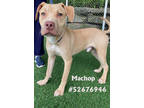 Adopt Machop a Tan/Yellow/Fawn Labrador Retriever / Mixed dog in Wilkes Barre
