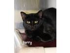 Adopt Berry a Tabby