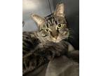 Adopt Darling Nikki a Brown Tabby Domestic Shorthair (short coat) cat in