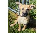 Adopt Jasmine a Tan/Yellow/Fawn Black Mouth Cur / Retriever (Unknown Type) /