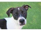Adopt Leland a Black Hound (Unknown Type) / Pointer / Mixed dog in Farmers