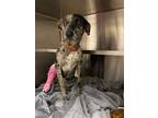 Adopt Lainey a Black - with Tan, Yellow or Fawn Catahoula Leopard Dog / Mixed