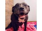 Adopt Punkin a Black American Pit Bull Terrier / Mixed dog in Zimmerman