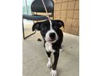 Adopt Pepper a Black - with White Mixed Breed (Medium) / American Pit Bull