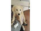 Adopt Cotton a White American Eskimo Dog dog in Los Angeles, CA (33536459)